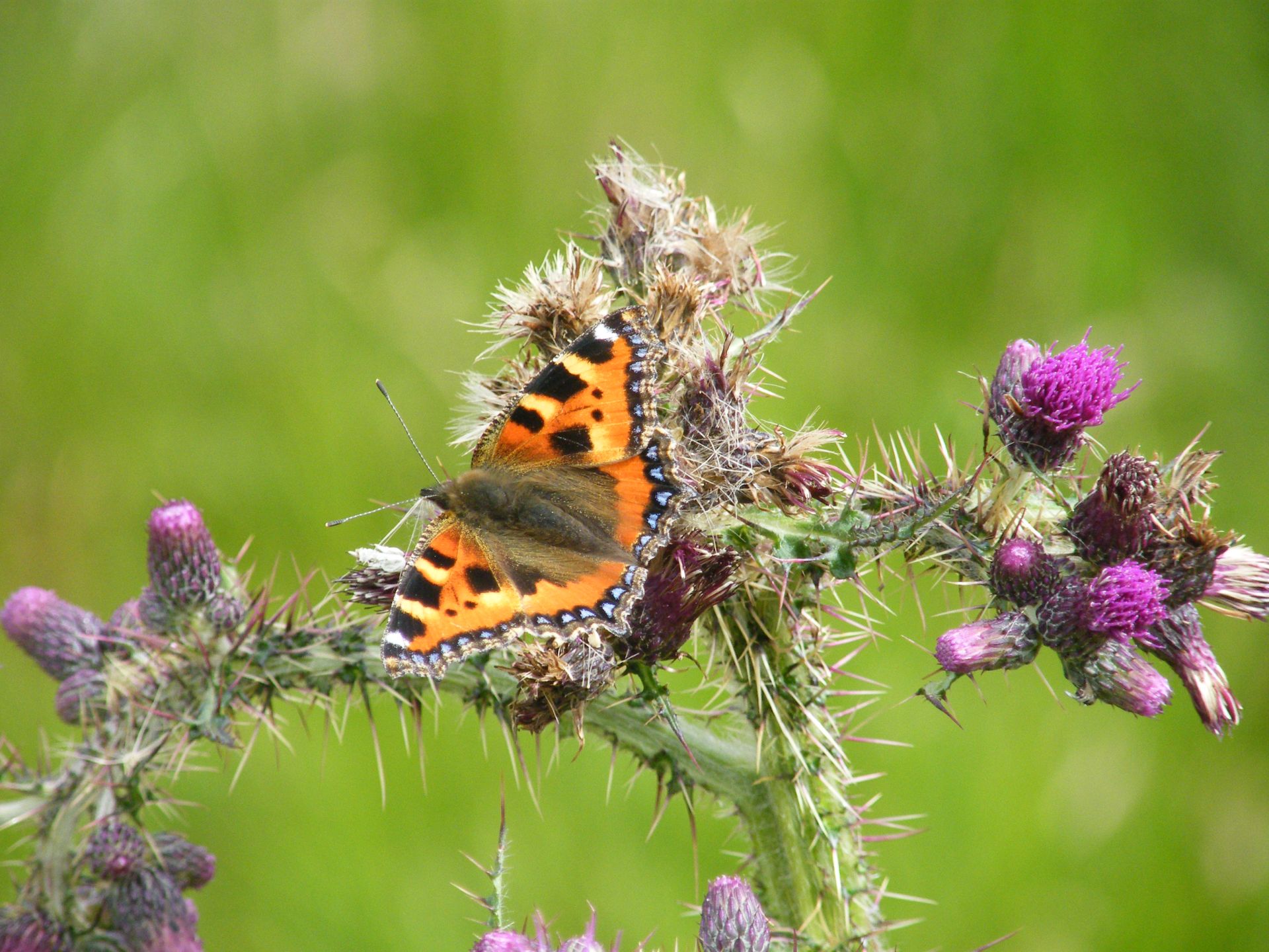 Butterfly on thistle
